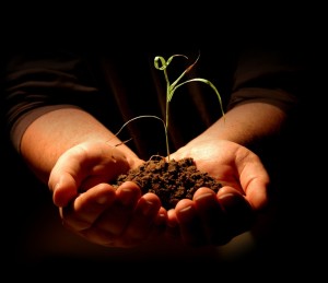 nurture_seedling-copy