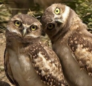 curious-owls-4470